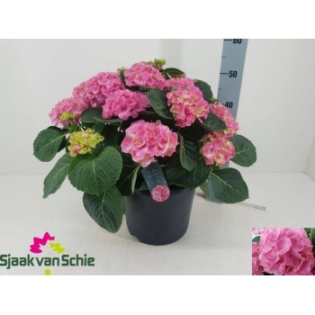 product/img.floraplaza.nl/5240-29-LIVE_fotos-0xF497ABC19AA502DF7E378C398DBAFC5EAF93BBAB.jpg