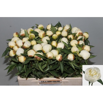 product/img.floraplaza.nl/5558-55-LIVE_fotos-0xE6881D314BC5CBB31B115AEC7642E90734039430.jpg