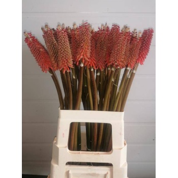 product/img.floraplaza.nl/5582-60-LIVE_fotos-0x6F8BCABFDBA82D47735AC572BA91C1F59BC628F0.jpg