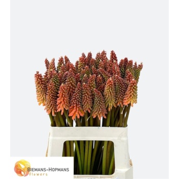 product/img.floraplaza.nl/5582-60-LIVE_fotos-0xC4ED9FA8DAC311FB8CA2EFAC1C70642B34598DAA.jpg