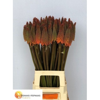 product/img.floraplaza.nl/5582-75-LIVE_fotos-0xE954C728259FEBA6AEDA8026EFE1D4F5E3268734.jpg