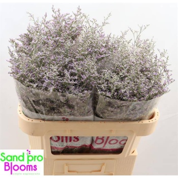product/img.floraplaza.nl/576-70-LIVE_fotos-0xF6E5FF67903F54BF858328C1CB17D9D7009D969A.jpg