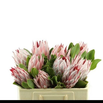product/img.floraplaza.nl/5812-50-LIVE_fotos-0x270AA7CE6A88BC47AA47A4732BB8A81CD2EBC752.jpg