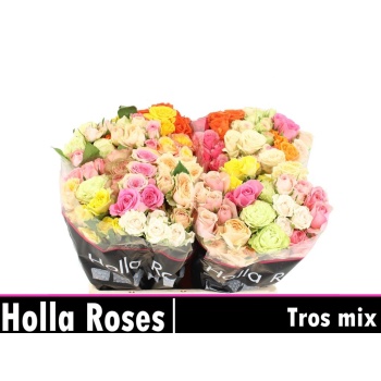 product/img.floraplaza.nl/595-40MIX-LIVE_fotos-0xCB0070A88A7C75056DAA3D46A25368B148D051E1.jpg