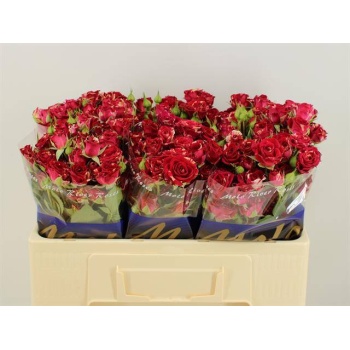 product/img.floraplaza.nl/595-50-LIVE_fotos-0xF9D0BCE53A4C239F8B2CAFF9A974ACF400F61D55.jpg