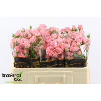 product/img.floraplaza.nl/595-50P-LIVE_fotos-0x7405742A4E12919EE02BDA9D5C17FE1E25970DFB.jpg