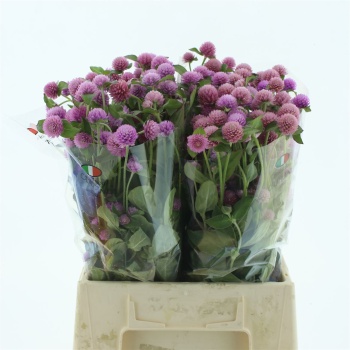 product/img.floraplaza.nl/61-45-LIVE_fotos-0xD31CB53D01139ECC1C651ABBE965F71FD340A024.jpg