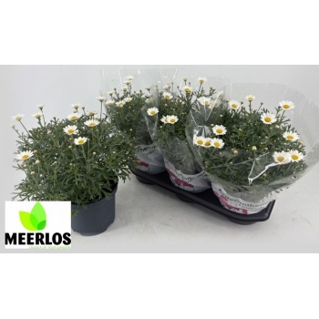 product/img.floraplaza.nl/6120-19-LIVE_fotos-0xB3F58DFD4956175D539A521ED06581A711257BDA.jpg