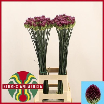 product/img.floraplaza.nl/6225-80-LIVE_fotos-0xE9190D2B620DBAE3F68805FA0BCCC35495B19EDD.jpg