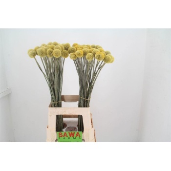 product/img.floraplaza.nl/6231-70-LIVE_fotos-0x776EF73BB449525C643C91AF7A471CC7A551DD53.jpg