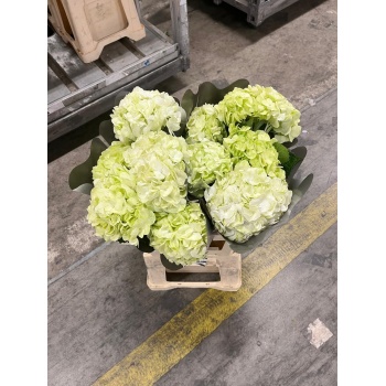 product/img.floraplaza.nl/6254-65-ASSORTI_fotos-MVA-hortensia lime green.jpg
