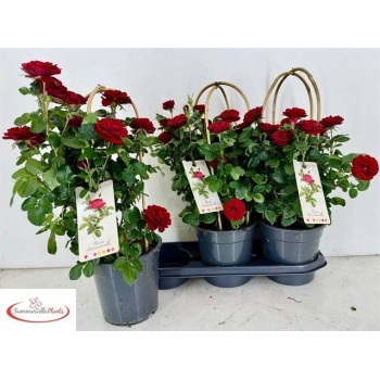 product/img.floraplaza.nl/6548-19-LIVE_fotos-0xDE12D39CB3A184900033B2693F5CD65D2FC86382.jpg