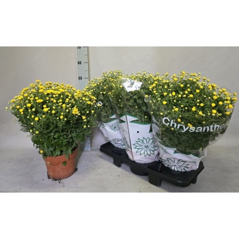 product/img.floraplaza.nl/6718-19-LIVE_fotos-0xA86C81A653D90166F2C68FFEB1B66FA72D3C3C92.jpg