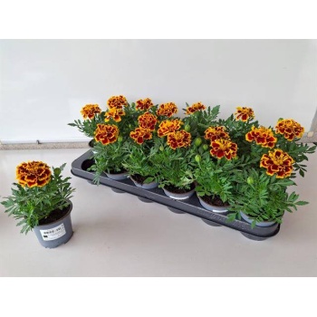 product/img.floraplaza.nl/6749-9-LIVE_fotos-0xEA2EC5330B6BA84BA7B436EF734157FA327FB0C1.jpg