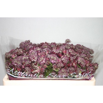 product/img.floraplaza.nl/69-50-LIVE_fotos-0xA8DA60FAE826B5500FF44D3CDECBB1C57CEC7966.jpg