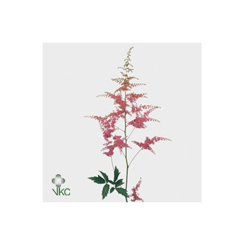 product/img.floraplaza.nl/7218-60-ART_Fotos-VBN-vbn7218.jpg