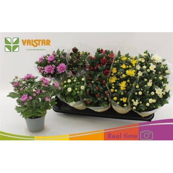 product/img.floraplaza.nl/7382-12-LIVE_fotos-0xC70482E0C7B5A0B3554532ABA6EC9A5E6E0DB29D.jpg
