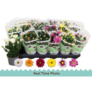 product/img.floraplaza.nl/7382-9-LIVE_fotos-0xDD8117B66AEEF498230199E49755133B7EAD45E1.jpg