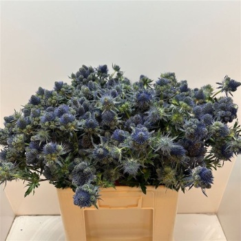 product/img.floraplaza.nl/7612-65-LIVE_fotos-0xF1FA45448E166A05F37D523D7A2D2C0B170D1251.jpg