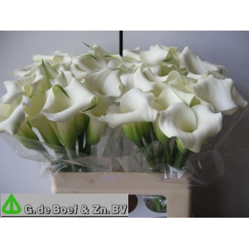 product/img.floraplaza.nl/7687-55-LIVE_fotos-0xA82A469E0BE962CD444E20EF39D1C945A77EC495.jpg