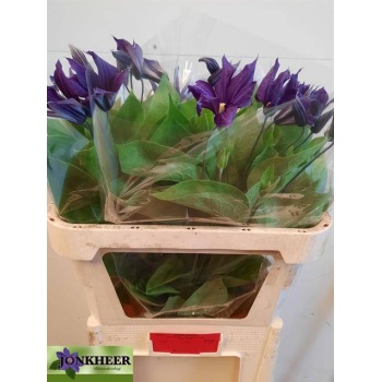 product/img.floraplaza.nl/80-80-LIVE_fotos-0xE9A71E628D1AB584D521C994A7013E5DE3FFB6F5.jpg