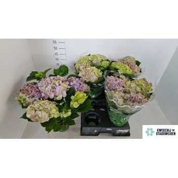 product/img.floraplaza.nl/8215-14-LIVE_fotos-0xF274C9C4489DC018CDAC5C2AAC53CF3FF6170C39.jpg