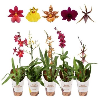 product/img.floraplaza.nl/8252-12-LIVE_fotos-0x0FCA7A6B7B908709E7CDBFEFFD14B0DAF635E4CC.jpg