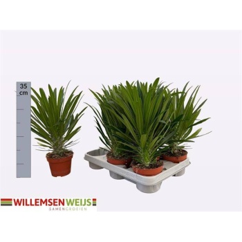 product/img.floraplaza.nl/8253-11-LIVE_fotos-0x2E78A56E58F868A41C6026A25EB0F49BA061CFC5.jpg