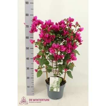 product/img.floraplaza.nl/8269-21-LIVE_fotos-0x7A2D44CBE78F9974FBBA1BE4BE581723784E8FBE.jpg