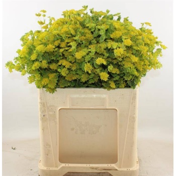 product/img.floraplaza.nl/841-55-LIVE_fotos-0x3FAE015E62EFE7FB7AC552C1CDF2D7ACDF6888A8.jpg