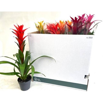 product/img.floraplaza.nl/8441-13-LIVE_fotos-0xB24BD1A831183E45FABA3CD2563CC6002B363AB8.jpg
