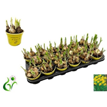 product/img.floraplaza.nl/8504-9-LIVE_fotos-0xCEA1EC4750C1261C9965F517CE3B726DAF207196.jpg