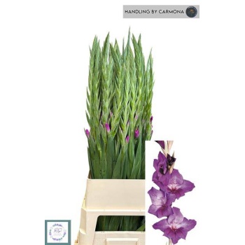 product/img.floraplaza.nl/851-120-LIVE_fotos-0x698946F2A06FD1028652CDD7F97A0DDC23BE6E46.jpg