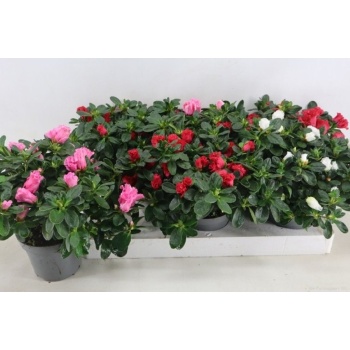 product/img.floraplaza.nl/8589-13-LIVE_fotos-0xB771271AEED61FEDCF83D083C395BE28C651BF1E.jpg