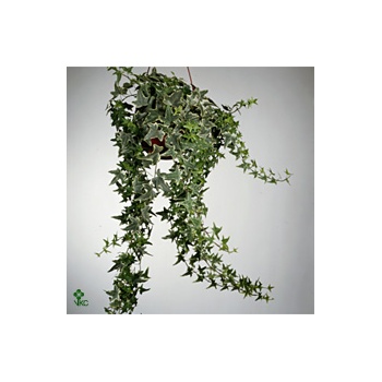product/img.floraplaza.nl/8619-19-ART_Fotos-VBN-vbn8619.jpg