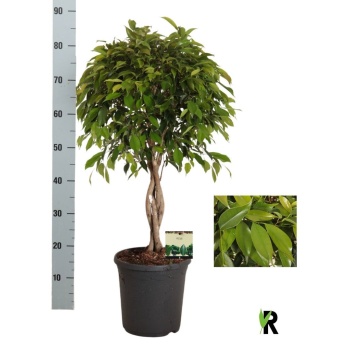 product/img.floraplaza.nl/8708-23-LIVE_fotos-0xE0FA6ED9AFA416F56E10F1B0719453E05C852C5C.jpg