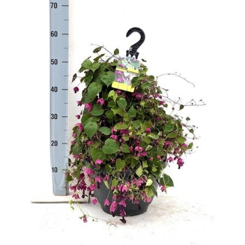 product/img.floraplaza.nl/8813-30-LIVE_fotos-0xE01F66745819BDA1661CCD537AABFEA4AF10CDAA.jpg