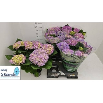 product/img.floraplaza.nl/8936-14-LIVE_fotos-0x443ADF2B7ACA28FF7424614B0A534EE6EF378A75.jpg