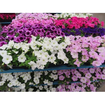 product/img.floraplaza.nl/8981-510-LIVE_fotos-0x1A99F3326C25866A16FA26ED442D1C872DD7055E.jpg