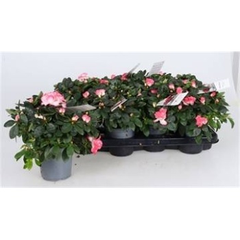 product/img.floraplaza.nl/9043-12-LIVE_fotos-0xE532530F580878A6A5D2ADCD12D6B7978ED3AED4.jpg