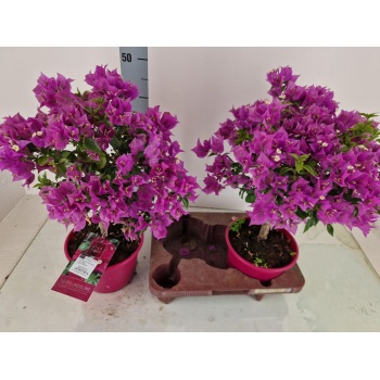 product/img.floraplaza.nl/9140-19-LIVE_fotos-0xF22CDCF6CFE821D682D60E3C09424102A65D1729.jpg