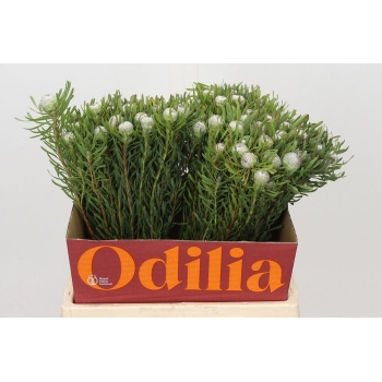 product/img.floraplaza.nl/917-40-LIVE_fotos-0xA480945DB2F6A2D0541A1FB73FFEC1B654AE7929.jpg