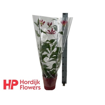 product/img.floraplaza.nl/9320-21-LIVE_fotos-0xEFEBAC32FC8C7B65AF8958648A11244DD0F23698.jpg