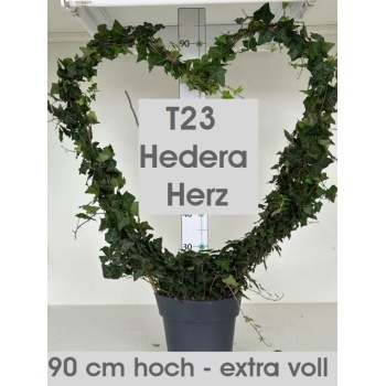 product/img.floraplaza.nl/9346-23-LIVE_fotos-0x123EB98EBD554F210041DE9CC818ED1F2008B798.jpg