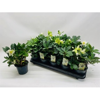 product/img.floraplaza.nl/9354-12-LIVE_fotos-0xF990975AA6E8E8F55BFA681C20AB939D6864E4A8.jpg