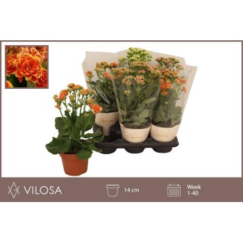 product/img.floraplaza.nl/9376-14-LIVE_fotos-0xFE306D388806634A2DDEA7C7FBFB2D2957D60A4A.jpg