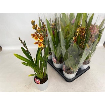 product/img.floraplaza.nl/9409-12-LIVE_fotos-0xCE3A6D40B74D7A19A90D91DB1872255DEE96FF0C.jpg