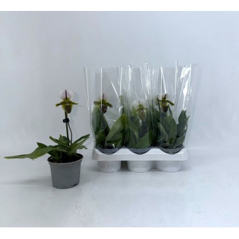 product/img.floraplaza.nl/9426-9-LIVE_fotos-0xE55B5875E69E9CB3C338E8444EDE9A08E76809BB.jpg