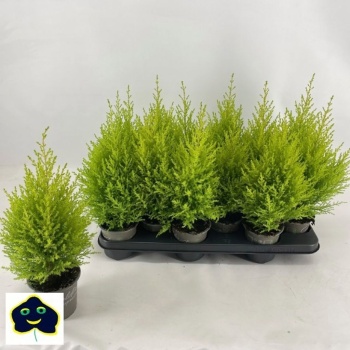 product/img.floraplaza.nl/9507-510-LIVE_fotos-0xB00989022BE8A1981EDA68C5BC800146D0993463.jpg