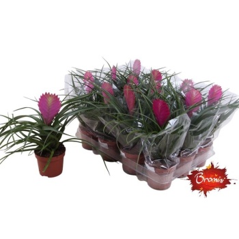 product/img.floraplaza.nl/9519-9-LIVE_fotos-0x9BED635DB5A90800C112CA5353CE529F1C1DEF8F.jpg